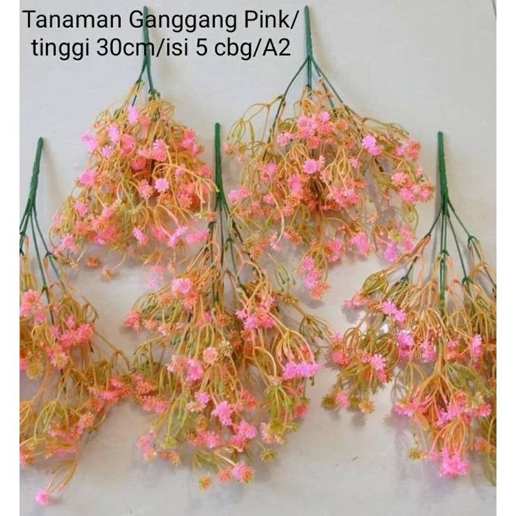 Tanaman Ganggang Pink