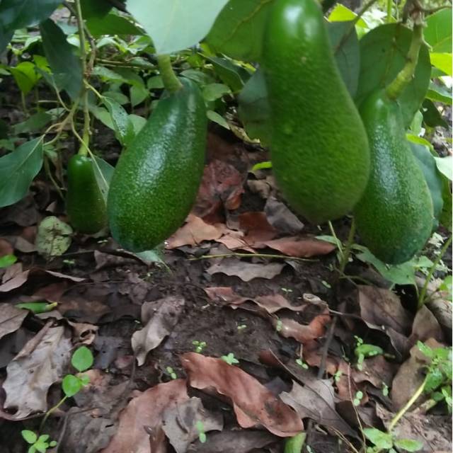 2pcs Apokat miki superunggul murah bisa cod