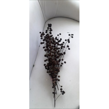 bunga kering pom pom / pompom kering / 1 ikat pompom 15 batang