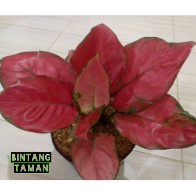 Tanaman hias Aglonema red anjamani-red anjamani