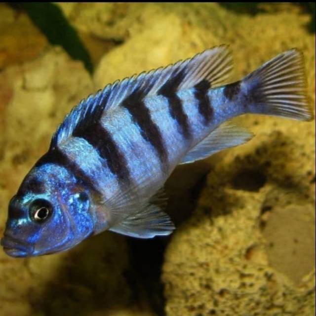 

Ikan hias lambordi Chiclid