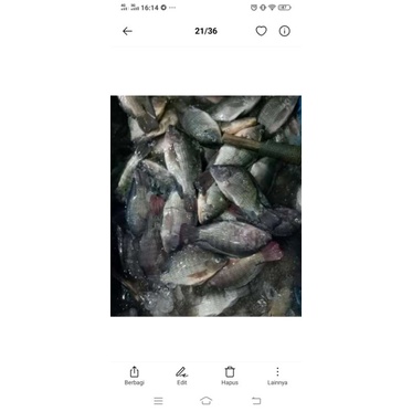 

ikan nila