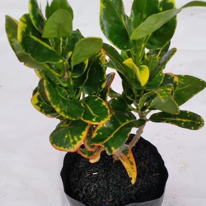 tanaman puring croton koin - pohon puring koin - puring koin