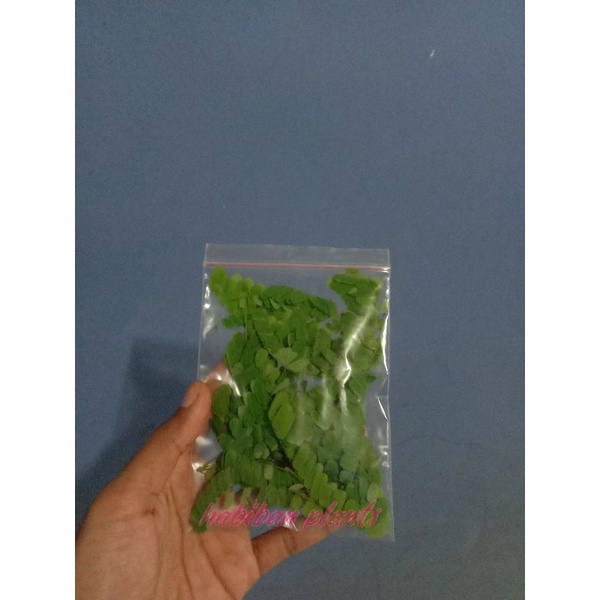

Daun saga fresh