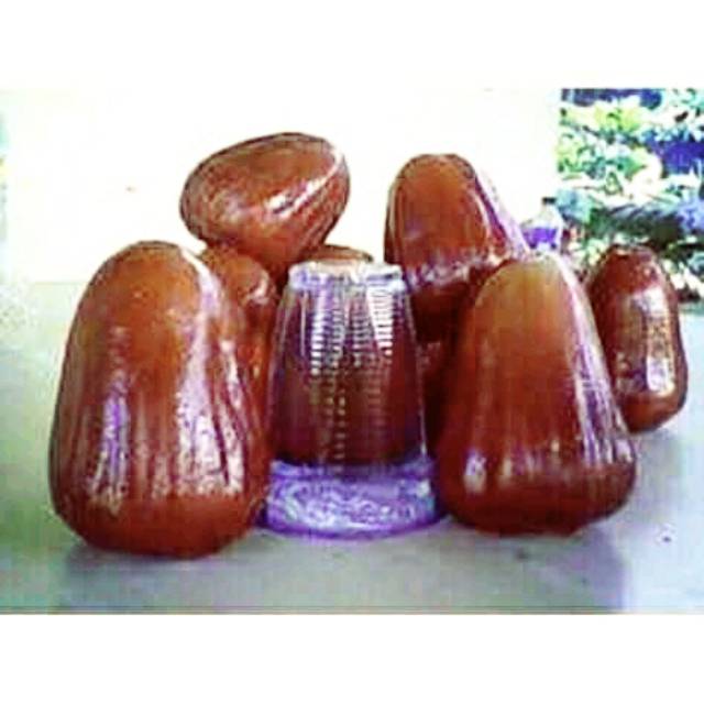 BIBIT JAMBU CITRA JUMBO