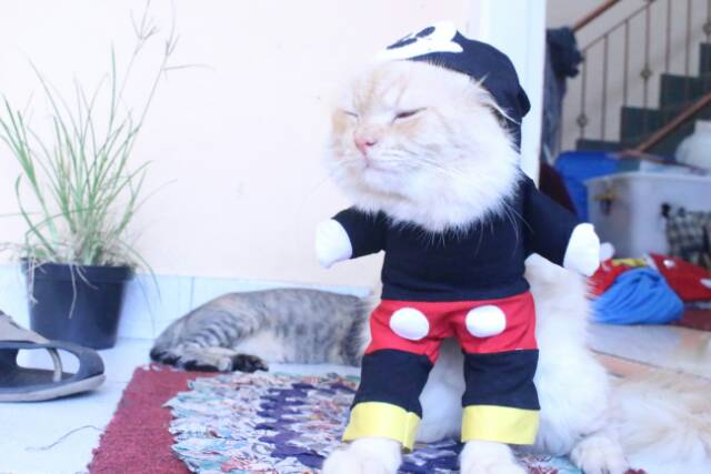 Kostum mickey mouse untuk kucing &amp; anjing /Jual Baju Kucing Terlengkap &amp; Berkualitas size S-XL