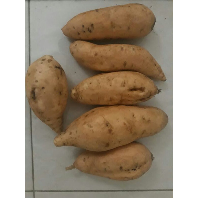 

Ubi Cilembu