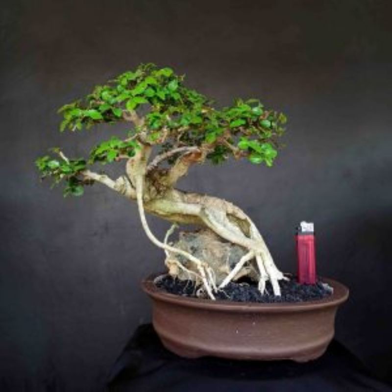 Bonsai Tanaman Hias Mini Pohon Serut Meliuk Unik
