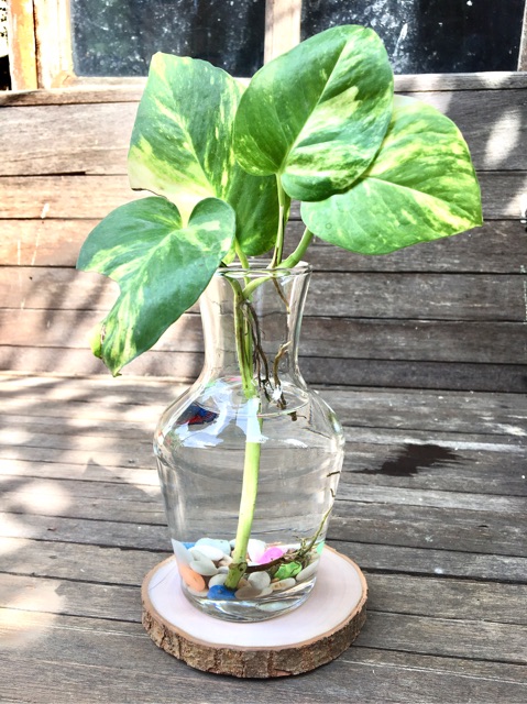 Gelas Cupang / Tank Cupang / Aquarium Mini / Akuarium Unik