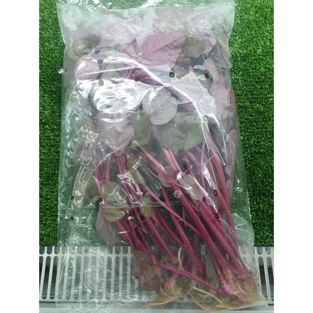 

Sayur Hidroponik Organik Bayam Merah. 250 gram, 2 Pax.