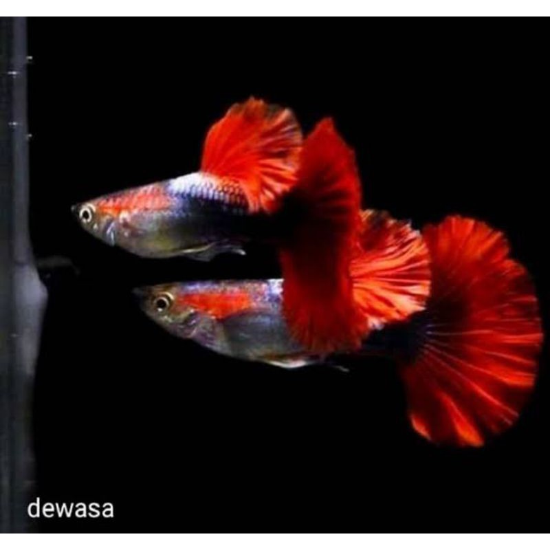 

Ikan Guppy Hb Red