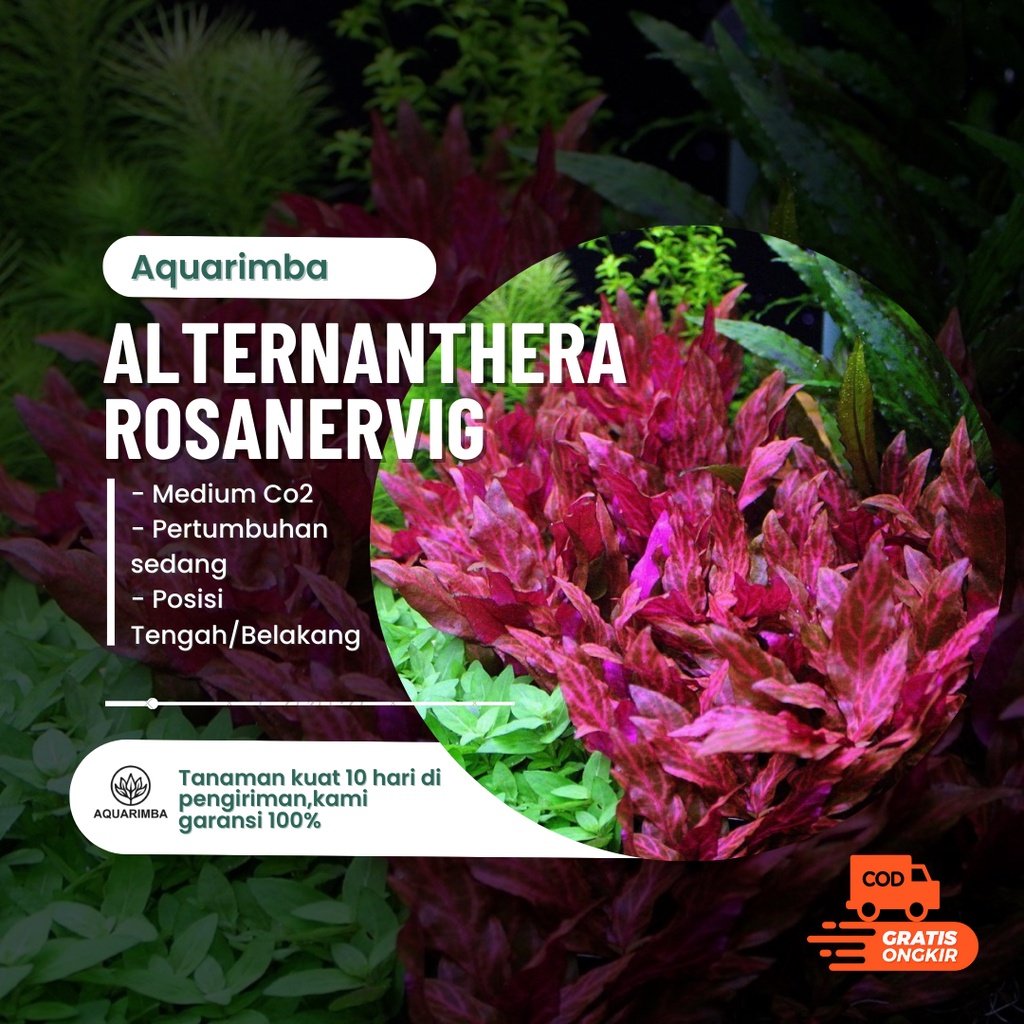Alternanthera reineckii rosanervig - Tanaman Aquascape Tumbuhan Air Hidup Hiasan Rumput Aquarium
