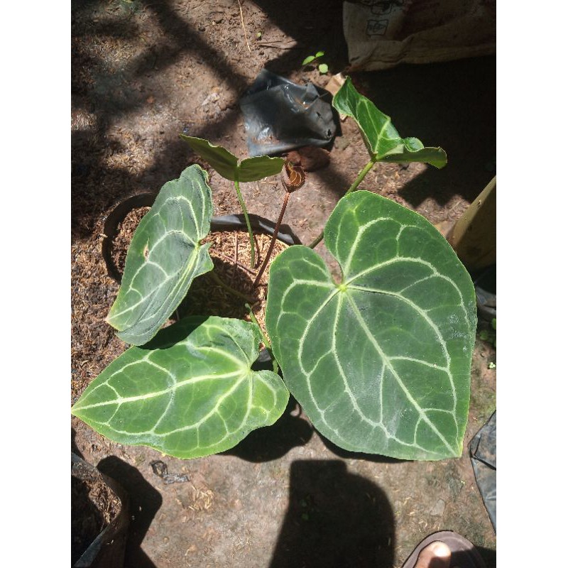 Tanaman hias kuping gajah daun lebar