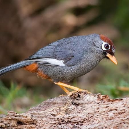 Jual BURUNG POKSAY MANDARIN/GENTING JANTAN~< READYSTOCKKK >~ | Shopee Indonesia
