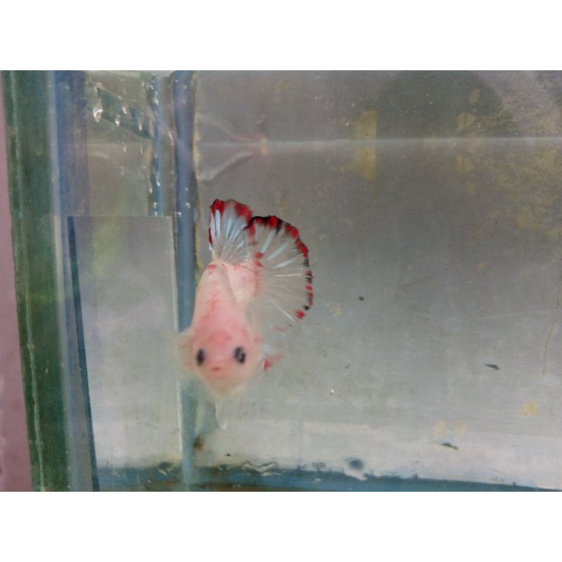 

TERLARIS BAHANAN IKAN CUPANG FANCY