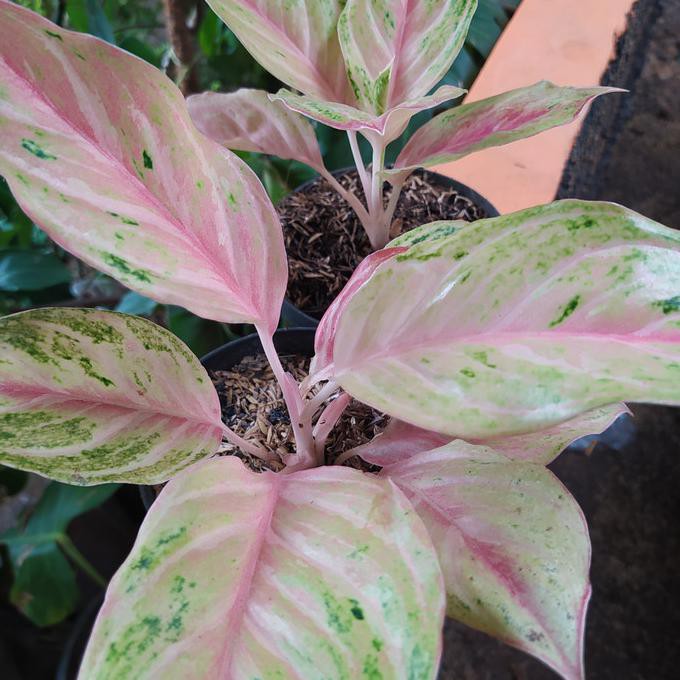 Tanaman Hias Aglonema Bidadari Janeamarashop