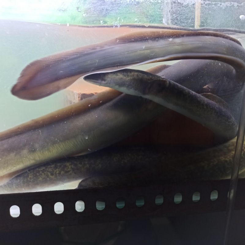 Ikan Hias Sidat Kembang Belut Marmorata Unagi