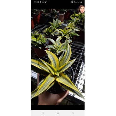 sansivera cordova varigata