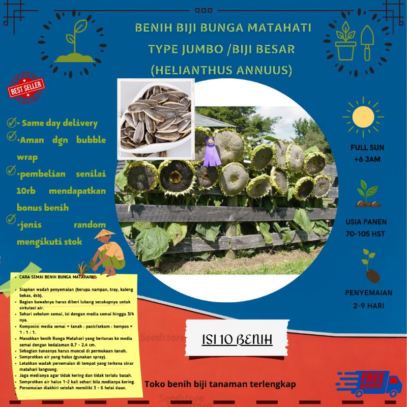 10 Benih Biji Bibit Bunga Matahari Jumbo /matahari besar mudah tumbuh