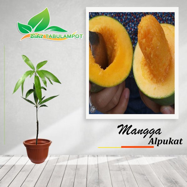 VIRAALLL 99 Bibit Tanaman Buah Mangga Alpukat Pasuruan atau Gadung Klonal 21 NGETOP