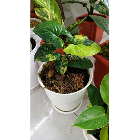 syngonium varigata kuning (aurea)