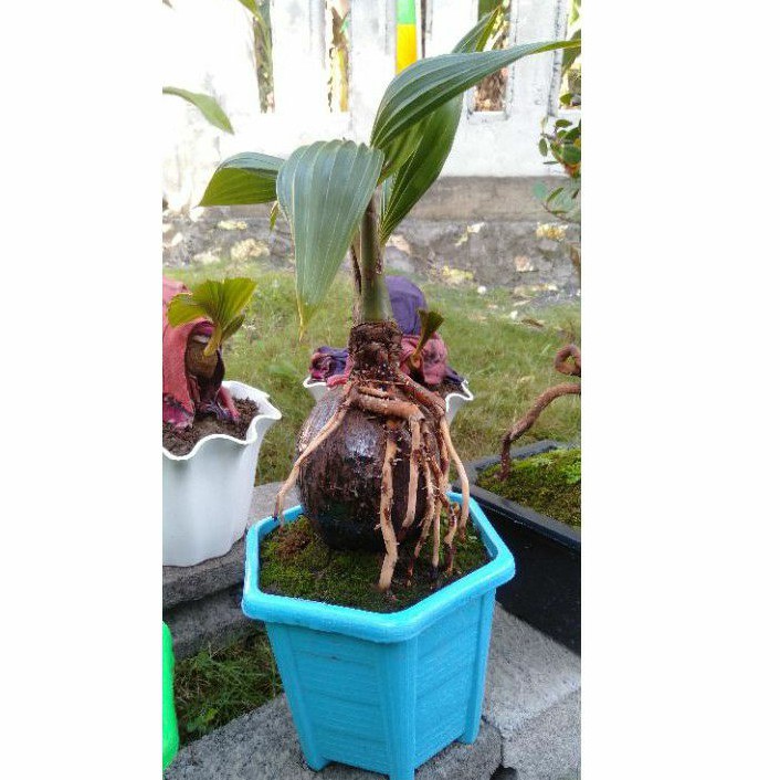 Bonsai kelapa sudah jadi