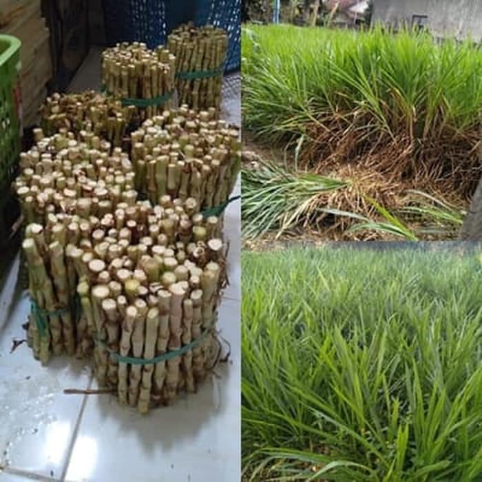 Benih Tanaman Rumput ODOT KOLONJONO RUMPUT GAJAH