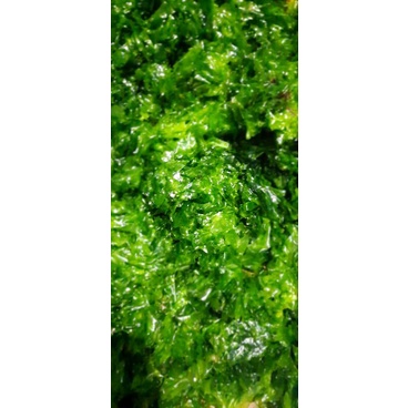 Green Seaweed Ulva Lactuca