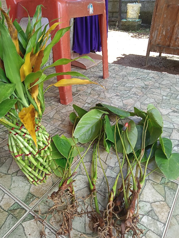 Bibit Tanaman Sri Rejeki