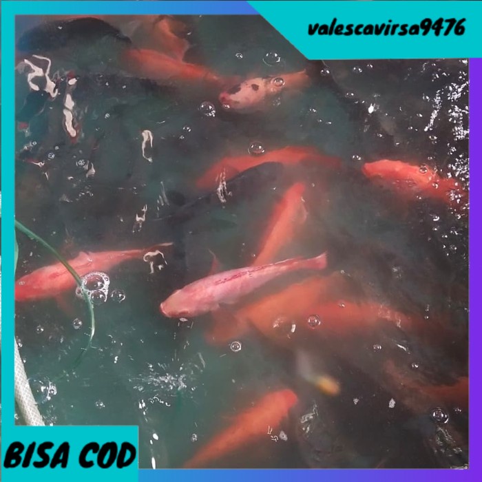 

⭐BISA COD⭐ ikan nila segar 1kg untuk dikonsumsi