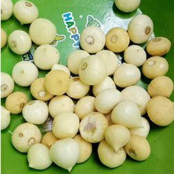 bawang putih tunggal / bawang putih lanang