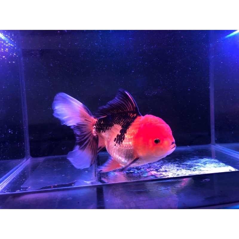 Ikan Mas Koki Oranda Black Gold
