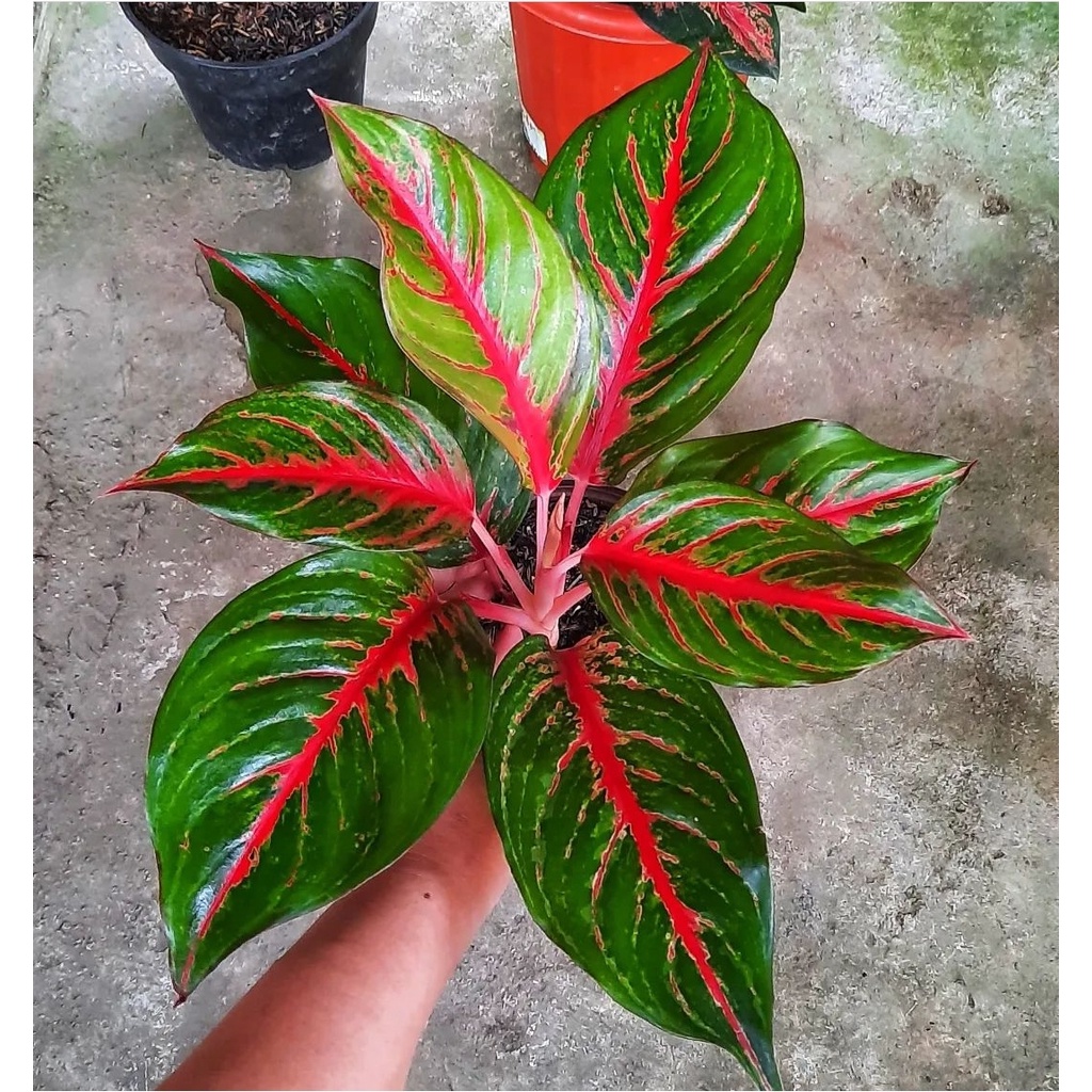 Aglonema Red Borju Tanaman Aglonema Hidup Bunga Aglonema Tanaman Aglonema Murah Bukan Bonggol
