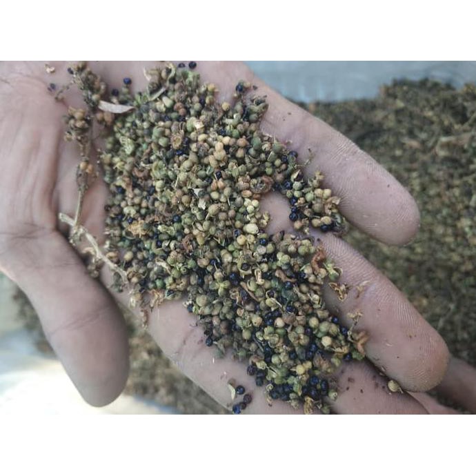 Grosir 1 Ons Benih Biji Pohon Kayu Cendana Ntt Wangi @_#