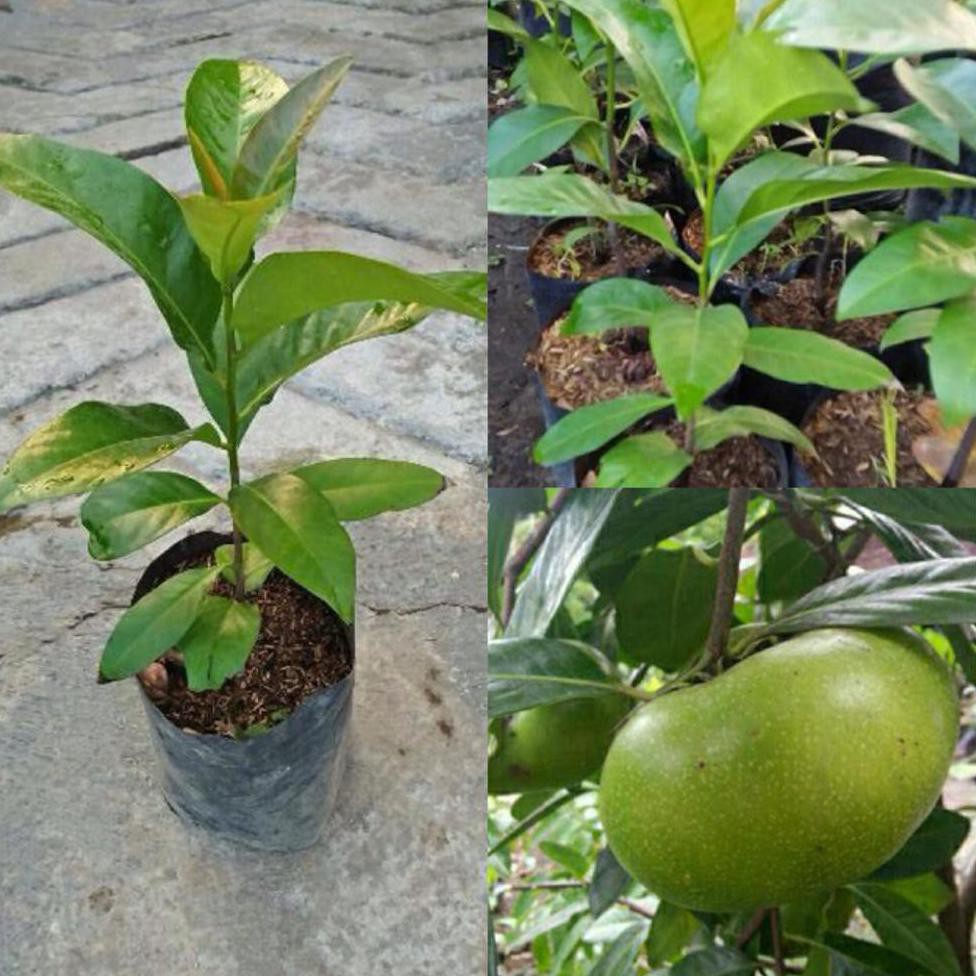 brek okulasi tanaman bibit buah black sapote jumbo @_#