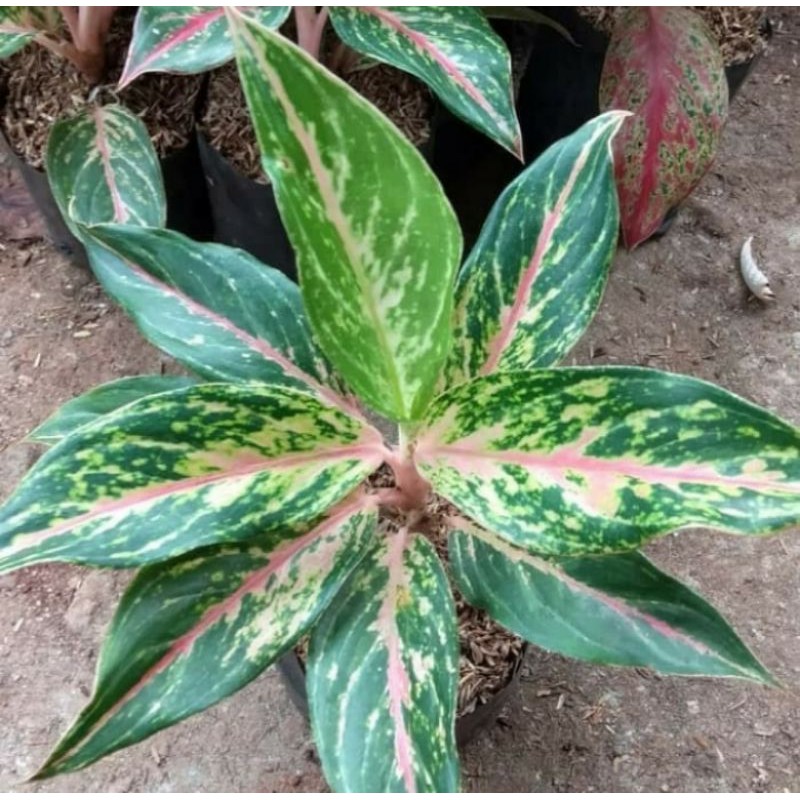 Terlaris Aglonema Baterfly AjbR1qRhz53J1W