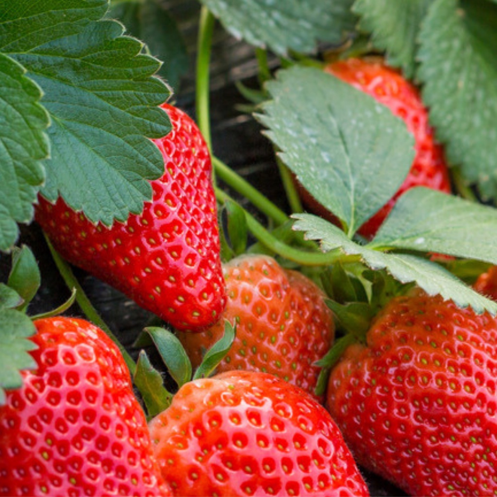 

10 Biji - Benih Biji Bibit Buah Stroberi Tanaman Pot 1035