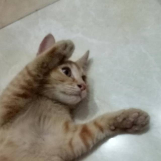 muhammadfawzanazhimaashari