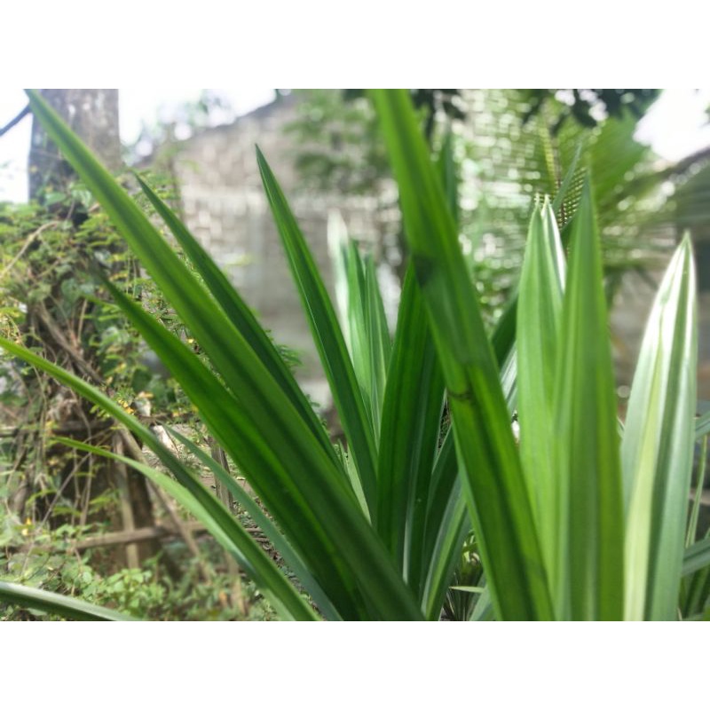 

daun pandan wangi / daun pandan per pack