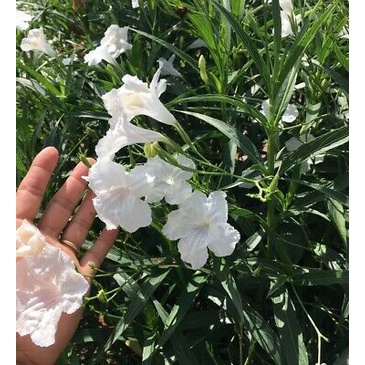 Kedaibenih - Tanaman Bunga Ruellia Putih