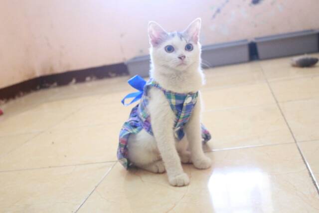 Dress kotak-kotak biru lucu untuk kucing dan anjing / baju kucing murah size S M L XL