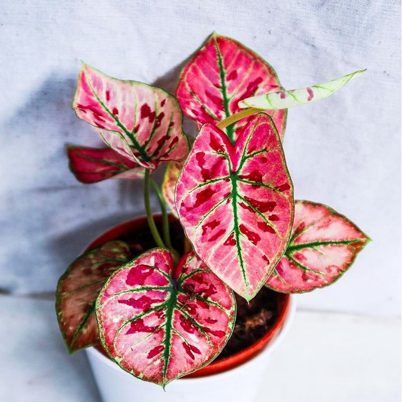 Keladi Wonderland Tanaman Hias Hidup Bibit Bunga Caladium Wonderland Murah Bukan Bonggol