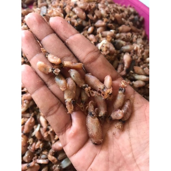 

[[1 ons ]] Baby cumi premium || Baby cumi rebus laut || Babycumikering