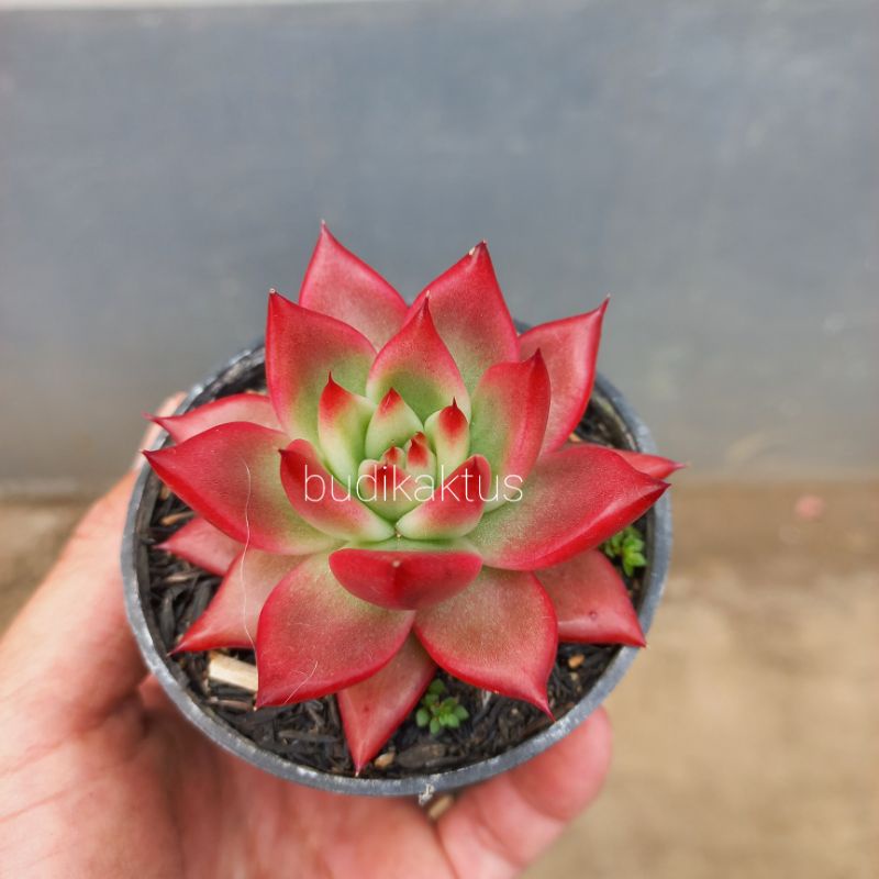 Agavoides frank reinelt
