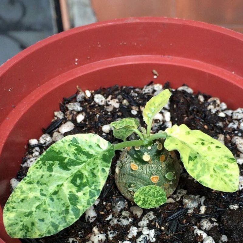 tanaman gurun dorstenia foetida variegata