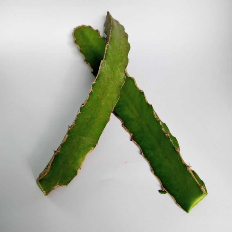 batang buah naga merah/bibit buah naga merah (hylocereus polyrhizus) bibit murah.  buah naga