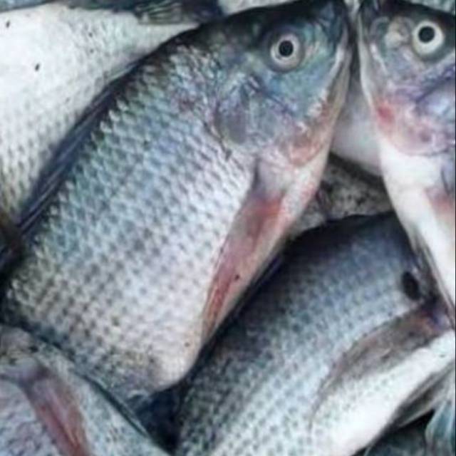 

Ikan mujaer fresh 500 gr