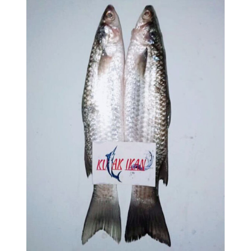

IKAN BLANAK SEGAR