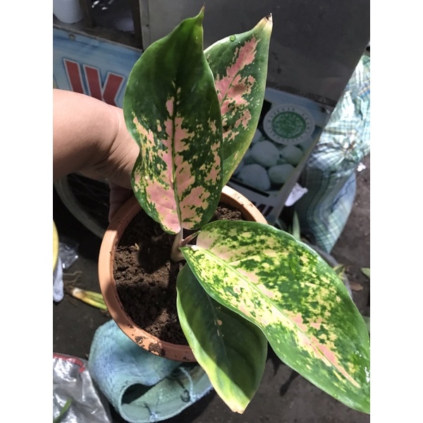 aglonema kocin tembaga asli indukan