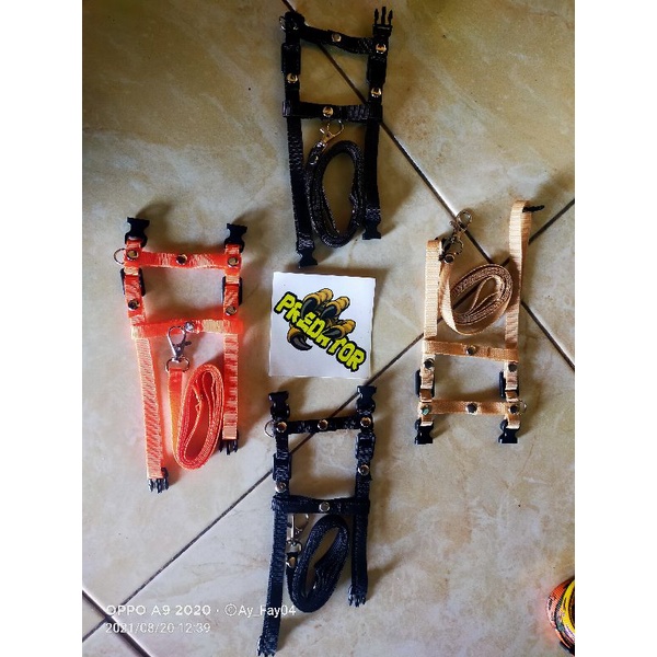 harnes musang_dan_kucing